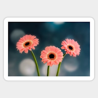 Three Pink Gerberas Sticker